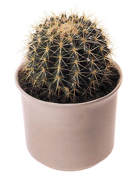 cactus_6.jpg