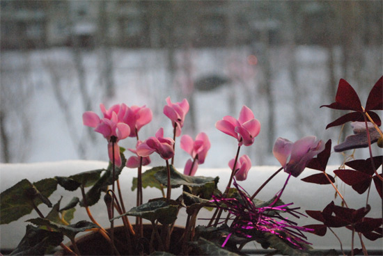 Как ухаживать за цветами зимой